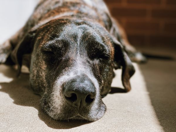 Discover the Relief Your Dog Can Find with the Right CBD for Arthritis